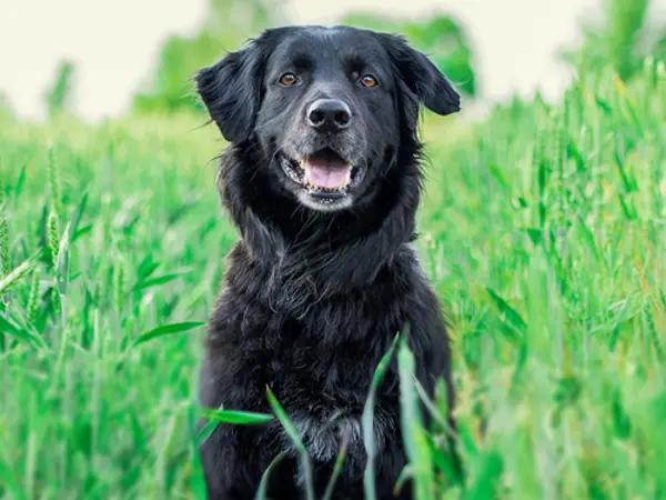 Glad hund i højt græs på mark